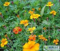 長期供應優質草花、苗木、地被，歡迎新老客戶洽談合作