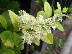 江蘇省新沂花卉繁育中心 花卉與園藝的繽紛世界