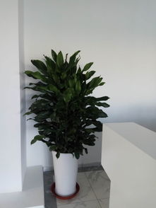 天津綠植租賃與花卉租擺服務(wù) 為您的辦公室注入自然活力