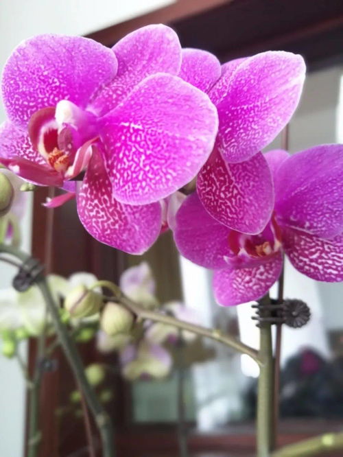 和潤農(nóng)業(yè)精品花卉與當季水果火熱同步銷售