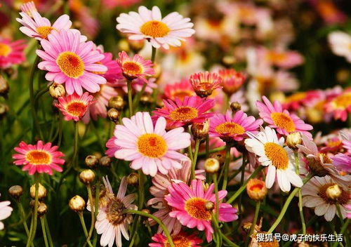 清雅映日，紅艷如霞——精品荷花‘水果’的獨特魅力